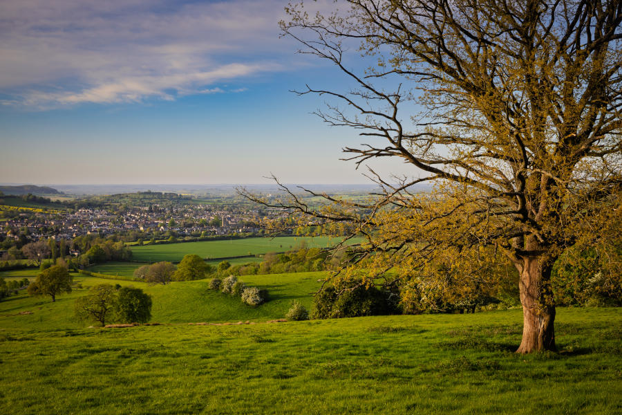 The Farrier - Wonderful Winchcombe Rolling green countryside with a wide grassy field in the foreground, leading to a gently sloping valley dotted with hedgerows, trees, and patchwork farmland. A large tree with bare branches stands prominently on the right side, its trunk and limbs catching warm sunlight. In the distance, Winchcombe spreads across the landscape under a partly cloudy sky with soft blue and golden tones, suggesting late afternoon light.
