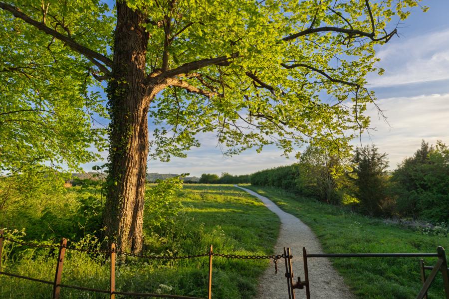 The Farrier - Wonderful Winchcombe A large leafy tree with a thick trunk dominates the left foreground, its green canopy spreading wide in warm sunlight. Beneath the tree, a grassy hillside slopes gently downward, leading to a winding dirt path that curves through the landscape toward the distance. A simple metal gate and fence run across the lower edge of the scene. Beyond the path, rolling fields and hedgerows stretch across the countryside, with clusters of trees and low vegetation under a partly cloudy sky. The lighting is soft and golden, suggesting early morning or late afternoon.