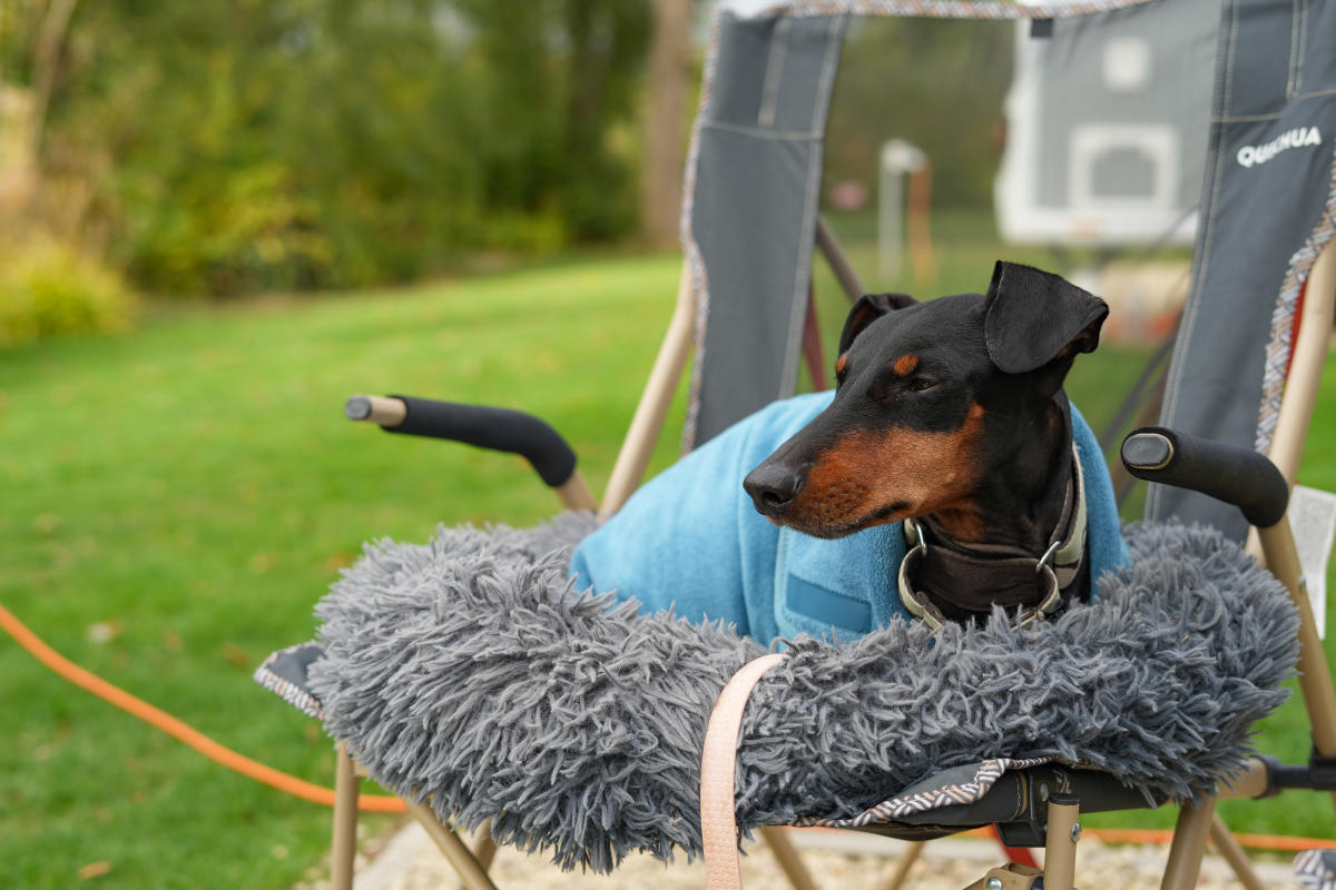 Lottie Gross dog on a camp chair